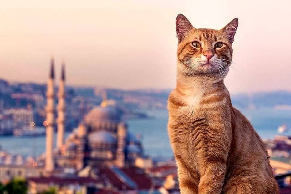 قطط للبيع في اسطنبول
